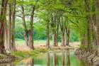 Waring-Texas-USA-Trees along the Guadalupe River in the Texas Hill Country Art Print
